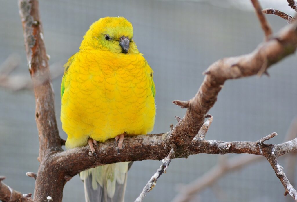 bird, parakeet, cute-4060407.jpg
