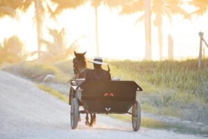 woman, horse, carriage, nature, mennonite, wagon, horse and buggy, buggy, transportation, old fashioned, culture, religion, person, lady, road, gravel, mennonite, mennonite, mennonite, mennonite, mennonite, wagon, horse and buggy, horse and buggy, buggy, buggy