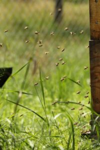 bees, beehive, flying, honey bees, honey, insects, beekeeping, hard working, swarm of bees, bees, bees, bees, bees, bees
