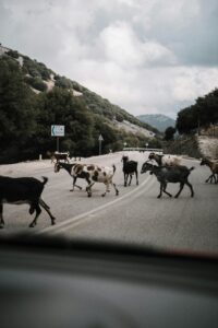 A herd of goats crossing a rural road in the countryside on a cloudy day.