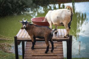 Two American Pygmy goats on a wooden platform by a pond, captured in natural light.