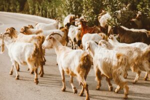 A herd of goats walking on a rural road, captured in natural daylight.
