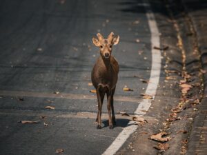 A young sambar deer stands alone on a deserted road in Thailand, surrounded by fallen leaves.