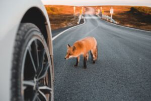 A curious red fox standing beside a car on a deserted road at sunset.